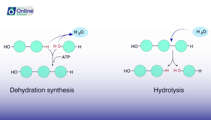 Lesson 03: Dehydration-Synthesis and Hydrolysis Reactions